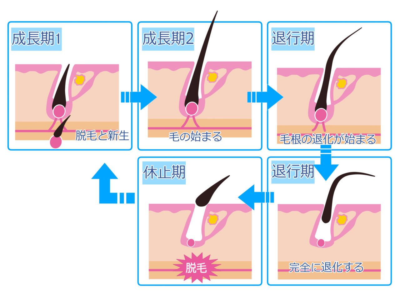 毛の成長期から休止期の図解