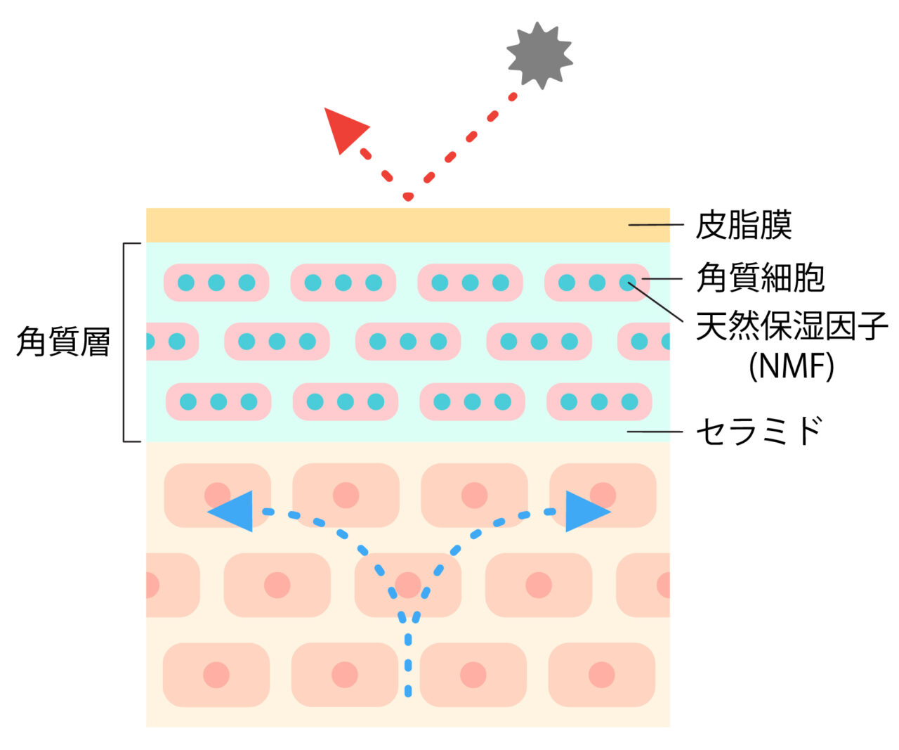 健康な肌の断面図